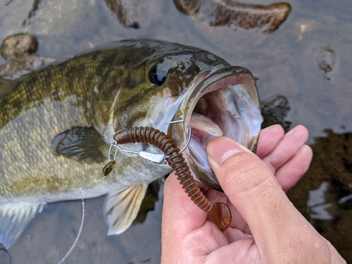 スモールマウスバスの釣果