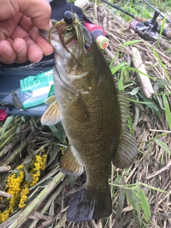 スモールマウスバスの釣果