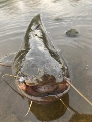 ナマズの釣果