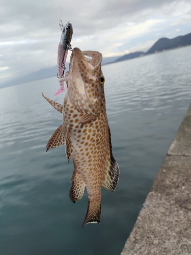 オオモンハタの釣果