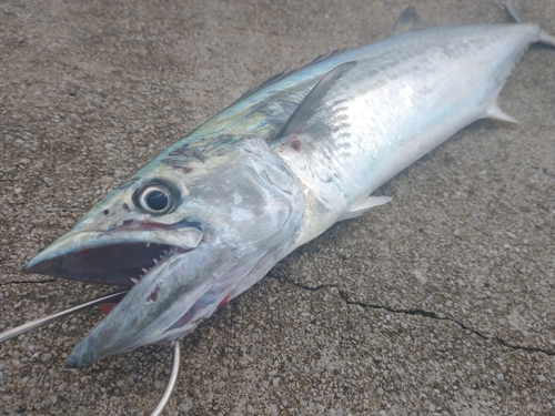 サゴシの釣果