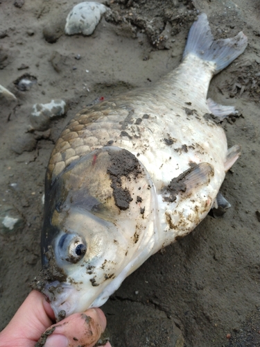 ヘラブナの釣果