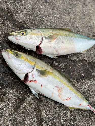 ハマチの釣果