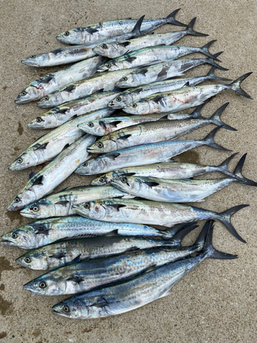 サゴシの釣果