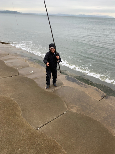 シロギスの釣果