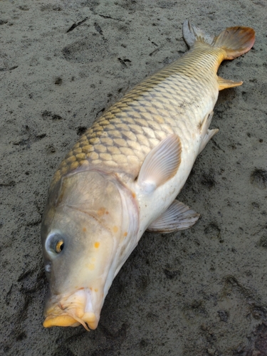 コイの釣果