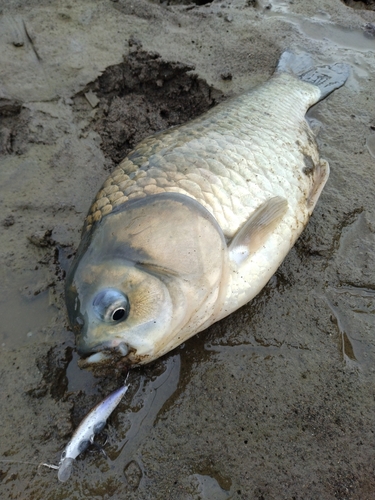 ヘラブナの釣果