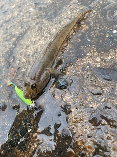 ハゼの釣果