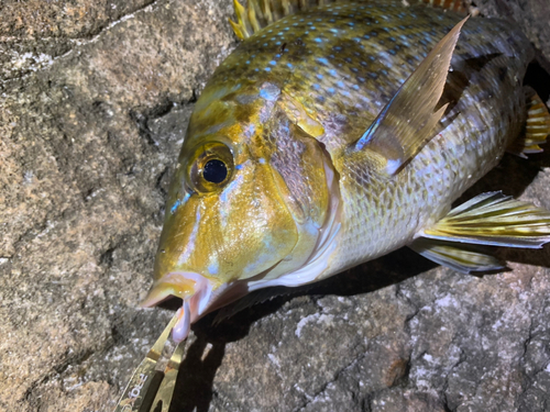 タマンの釣果