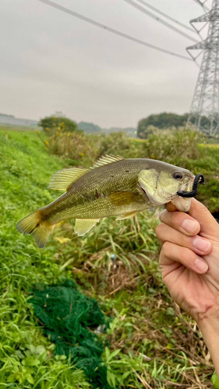 スモールマウスバス