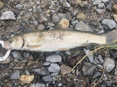 ウグイの釣果