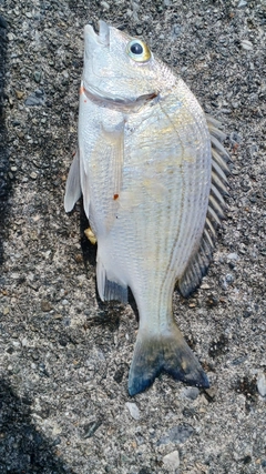 ミナミクロダイの釣果