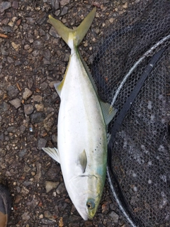 ハマチの釣果