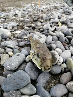 シロサバフグの釣果