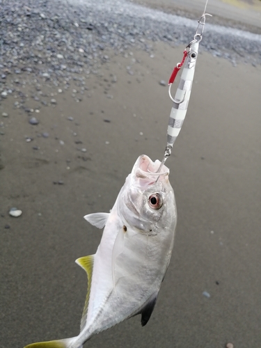 メッキの釣果