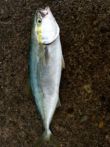 ツバスの釣果