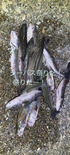 シーバスの釣果