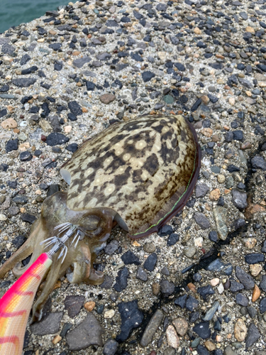 コウイカの釣果