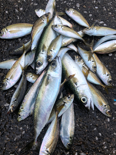 サバの釣果