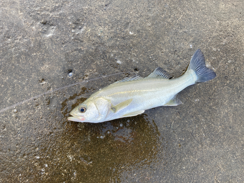 セイゴ（マルスズキ）の釣果