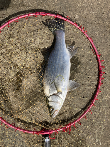 セイゴ（ヒラスズキ）の釣果