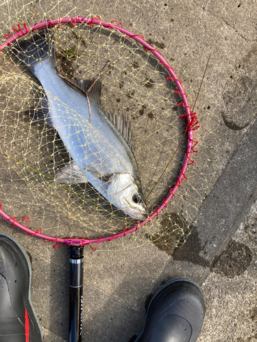 フッコ（ヒラスズキ）の釣果