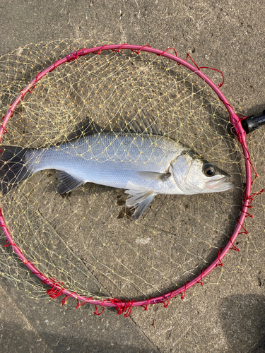 フッコ（ヒラスズキ）の釣果