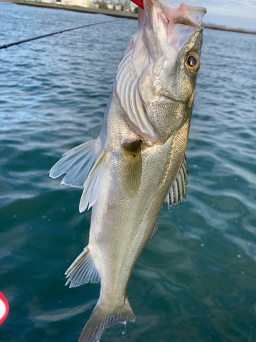 フッコ（マルスズキ）の釣果