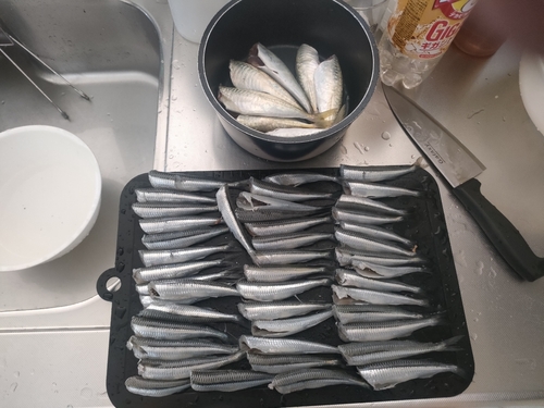 アジの釣果