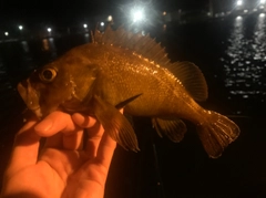 エゾメバルの釣果