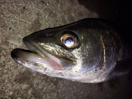 フッコ（マルスズキ）の釣果