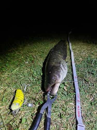 ナマズの釣果