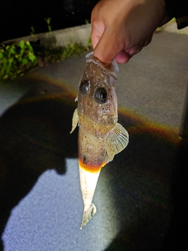 コチの釣果