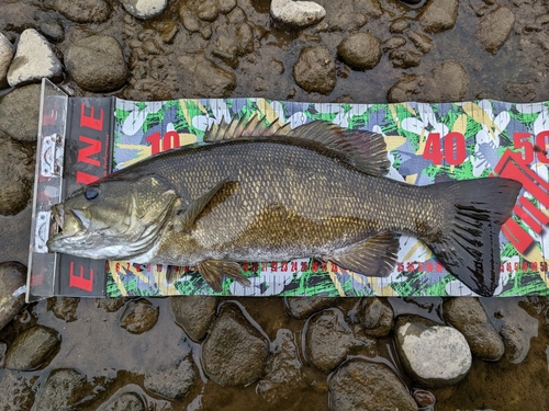 スモールマウスバスの釣果