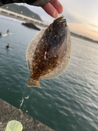 ソゲの釣果