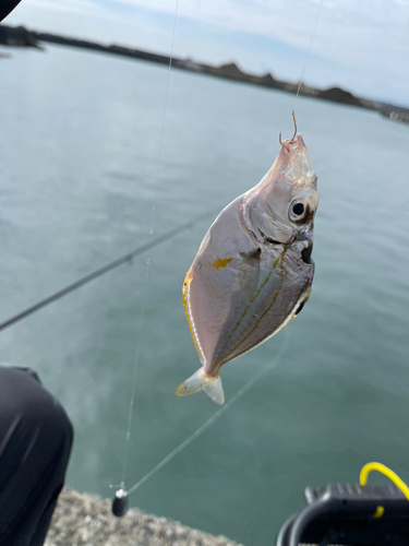 ヒイラギの釣果