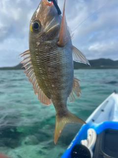 クチナジの釣果