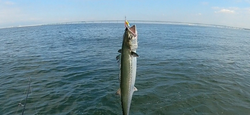 サゴシの釣果