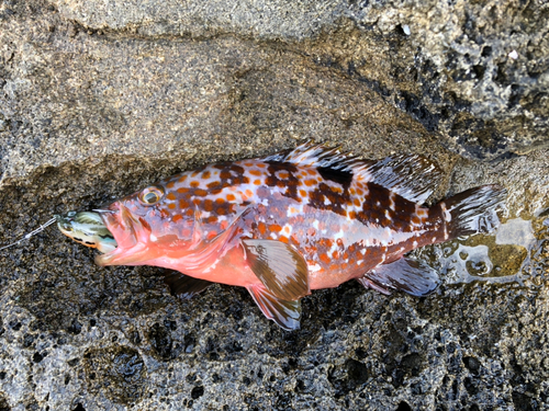 キジハタの釣果