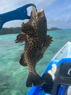 シロブチハタの釣果