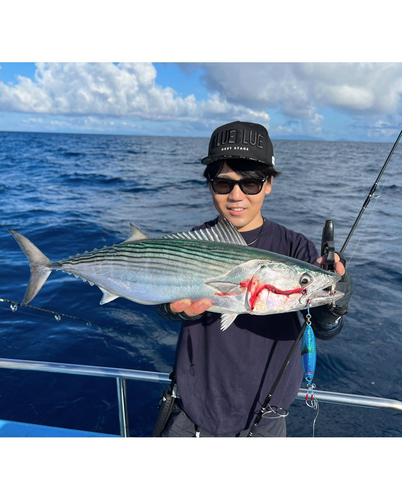 ハガツオの釣果