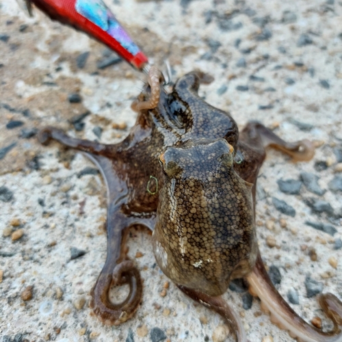 タコの釣果