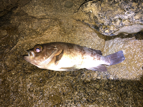 シロメバルの釣果