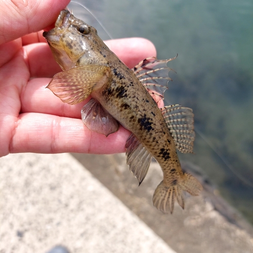 ウロハゼの釣果