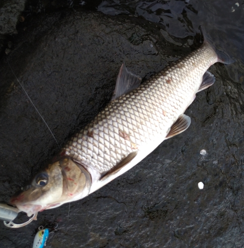 ニゴイの釣果