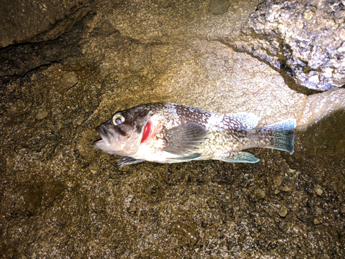 マゾイの釣果