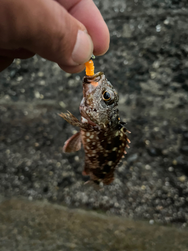 アラカブの釣果