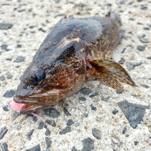 タケノコメバルの釣果