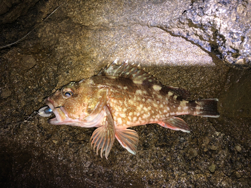 カサゴの釣果