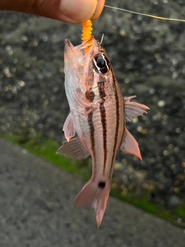 ネンブツダイの釣果